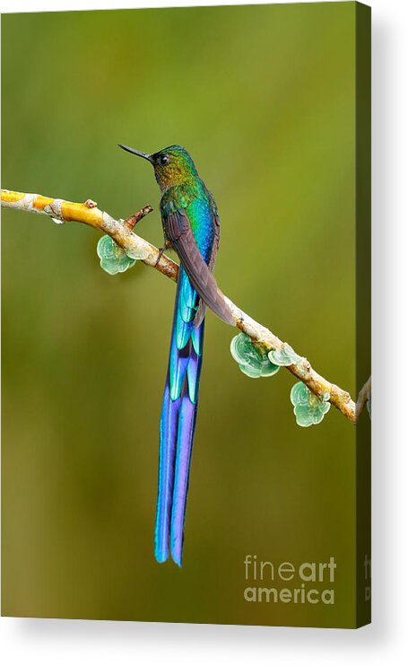 Magic Acrylic Print featuring the photograph Beautiful Blue Glossy Hummingbird by Ondrej Prosicky