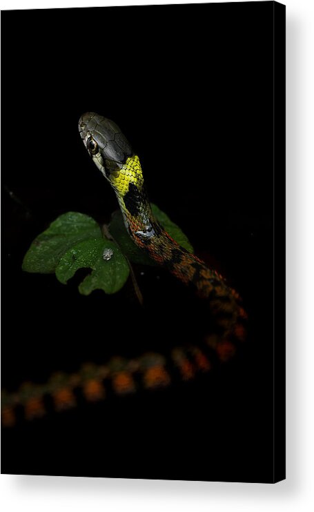 Nature Acrylic Print featuring the photograph Beautiful Snakes Are Poisonous. by ?????/hiroki Matsubara