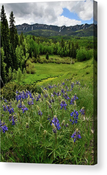 Highway 50 Acrylic Print featuring the photograph Big Cimarron Lupine by Ray Mathis