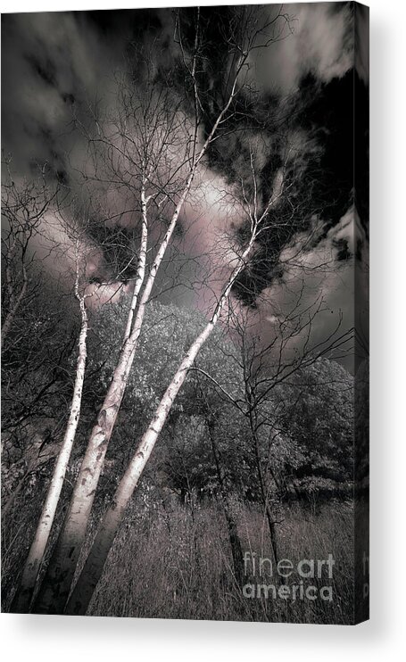 Atmospheric Phenomenon Acrylic Print featuring the photograph Birch Trees by Bill Frische