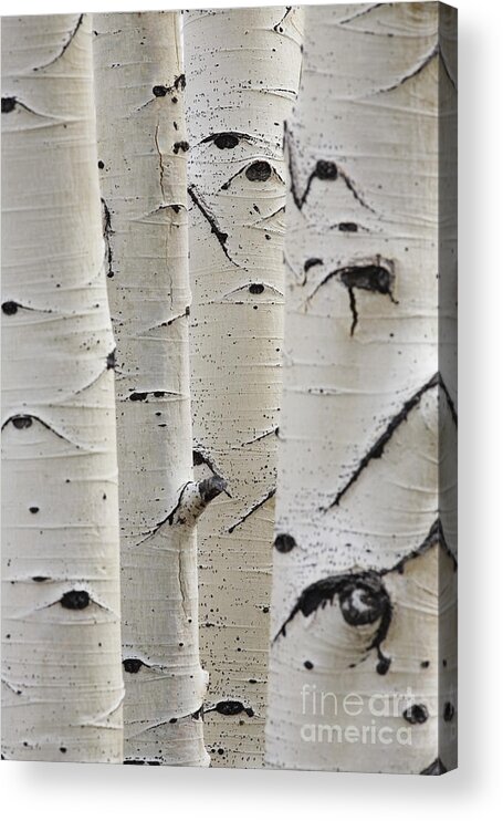 Silver Birch Tree Acrylic Print featuring the photograph Birch Trees In A Row Close-up Of Trunks by Sirtravelalot