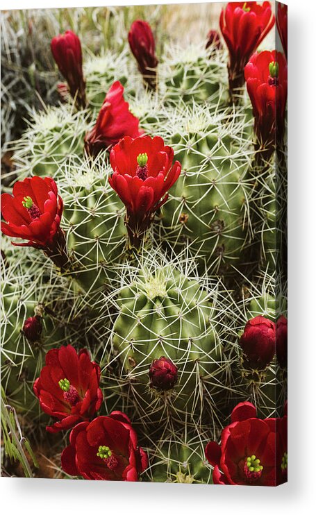 Bloom Acrylic Print featuring the photograph Blooming Red Cactus Flowers On A Claret Cup Cactus by Cavan Images