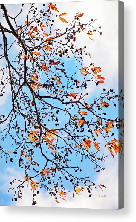 Trees Acrylic Print featuring the photograph Blowing In The Wind by Christina Rollo