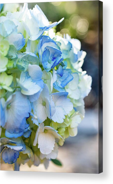 Blue And White Hydrangeas Acrylic Print featuring the photograph Blue and Bokeh by Mary Ann Artz