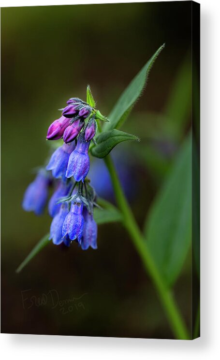 Wildflower Acrylic Print featuring the photograph Bluebells 2019 by Fred Denner