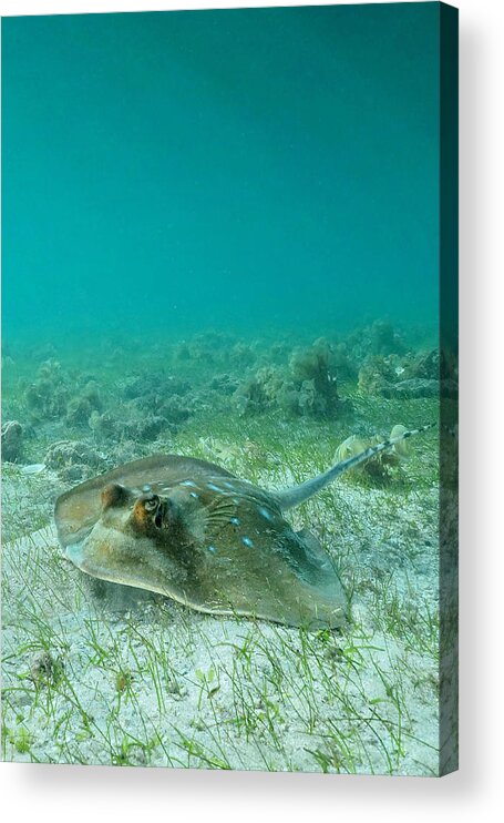 Blue Spotted Ray 
Underwater Acrylic Print featuring the photograph Bluespottedray by Serge Melesan