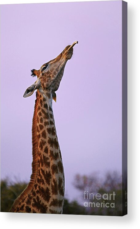 Clear Sky Acrylic Print featuring the photograph Bone Chewing Giraffe by Rudi Hulshof