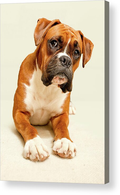 Pets Acrylic Print featuring the photograph Boxer Dog On Ivory Backdrop by Danny Beattie Photography