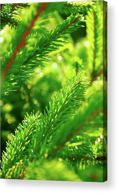 Environmental Conservation Acrylic Print featuring the photograph Branch Of A Pine Tree by Bgfoto