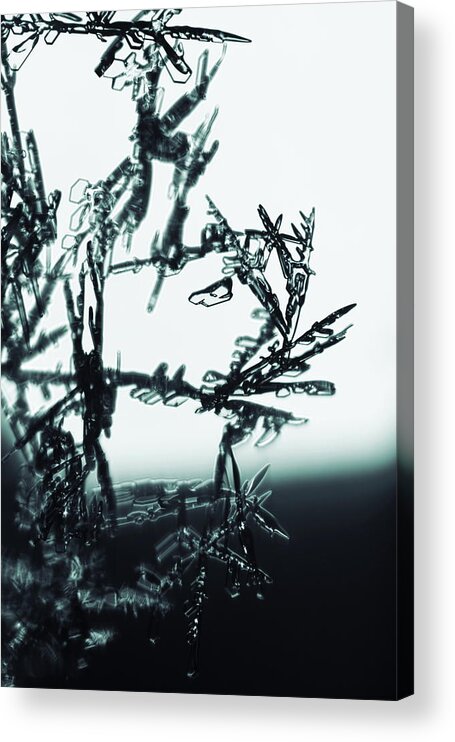 Abstract Acrylic Print featuring the photograph Broken snowflakes - monochrome blue by Intensivelight