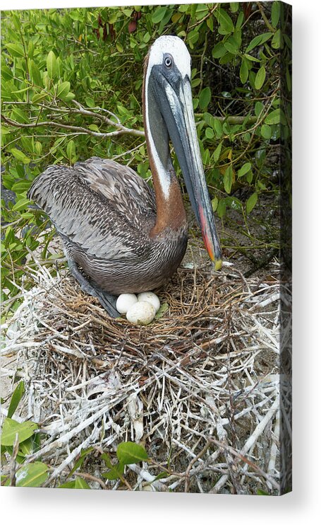 Animals Acrylic Print featuring the photograph Brown Pelican Brooding Eggs In Nest by Tui De Roy
