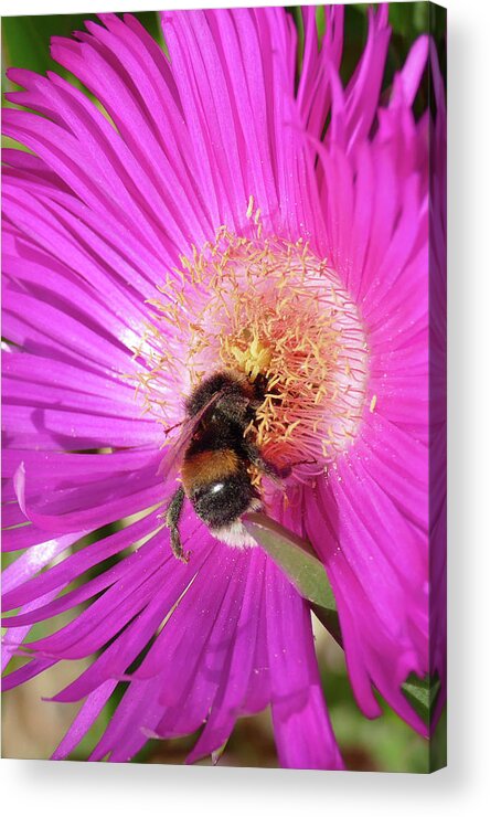 Bumblebee Acrylic Print featuring the photograph Bumblebee collecting pollen from ice plant by Steve Estvanik