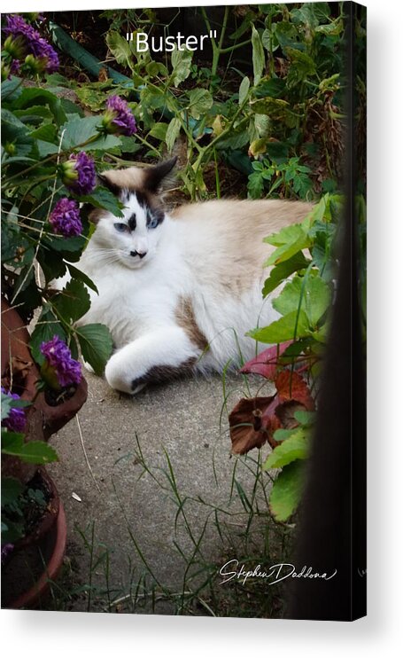 Cat Acrylic Print featuring the photograph Buster by Stephen Daddona