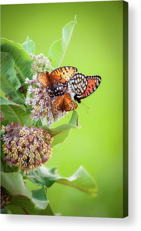 Chase County Acrylic Print featuring the photograph Butterfly Buffet II by Jeff Phillippi