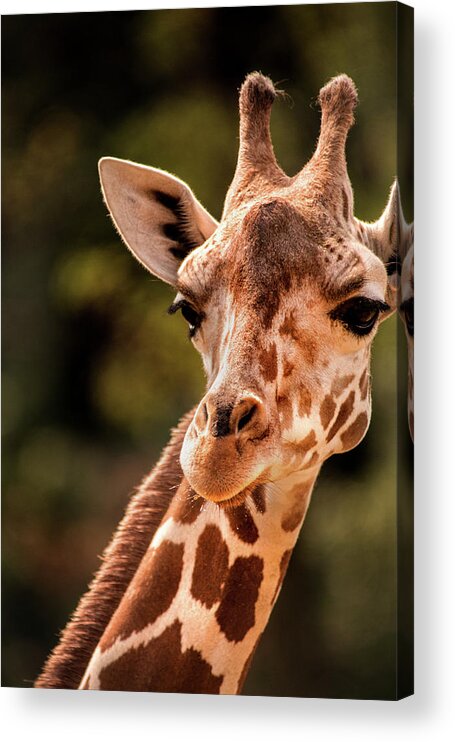 Animal Acrylic Print featuring the photograph BZ Giraffe by Don Johnson