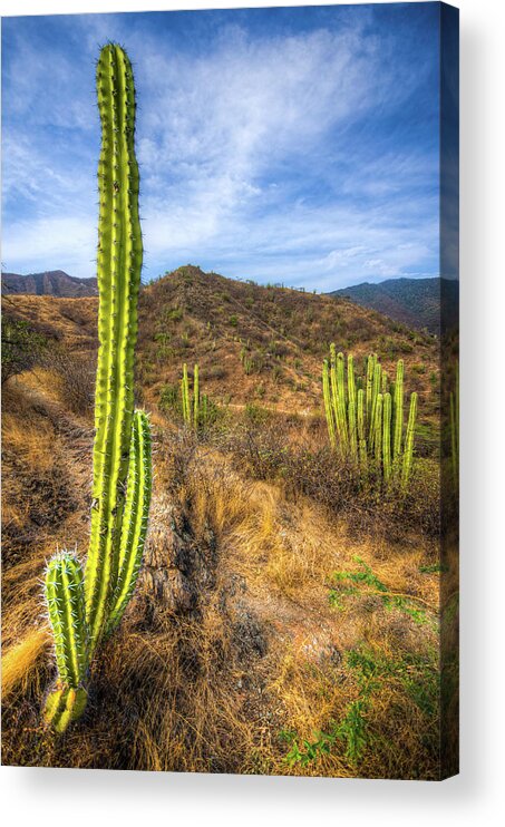 Grass Acrylic Print featuring the photograph Cactus Mountain by Alejandro Tejada