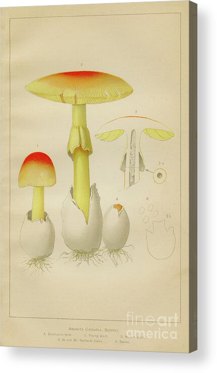 Engraving Acrylic Print featuring the digital art Caesar Mushroom Illustration 1892 by Thepalmer