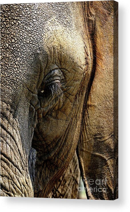 Africa Zambia Livingstone Elephant Café Acrylic Print featuring the photograph Cafe Elephant by Darcy Dietrich