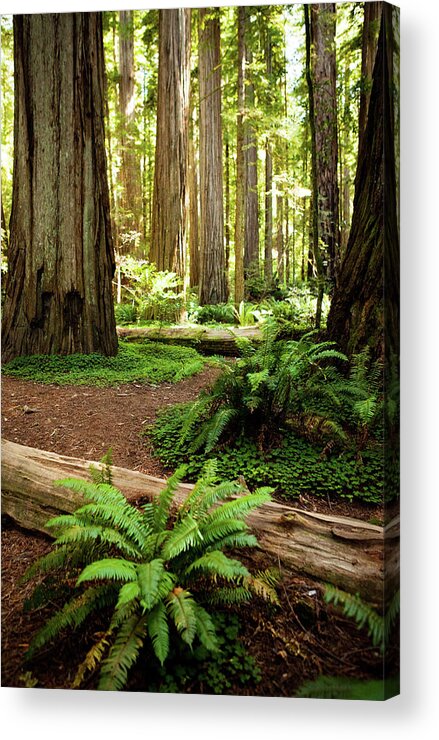 Sequoia Tree Acrylic Print featuring the photograph California Redwood Forest by Andipantz