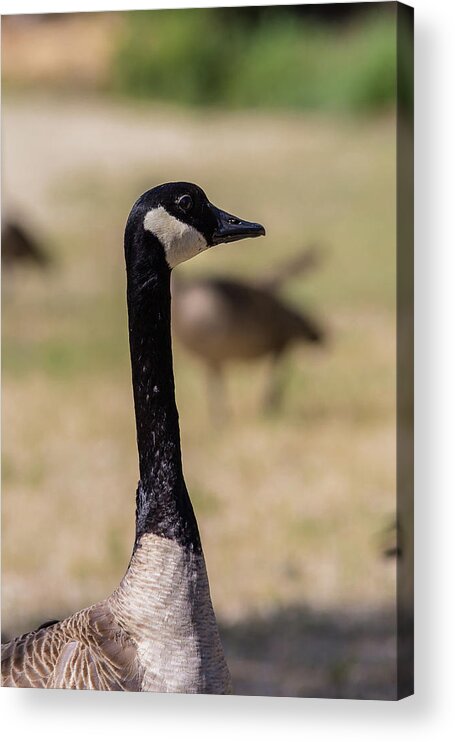 Canadian Goose Acrylic Print featuring the photograph Canadian Goose by Julieta Belmont
