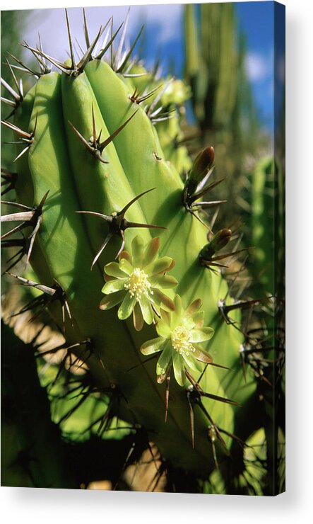 Shadow Acrylic Print featuring the photograph Candelabra Cactus Cochal, La Paz, Baja by John Elk Iii