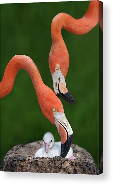 Flamingo Acrylic Print featuring the photograph Caribbean Flamingo Family by Xavier Ortega