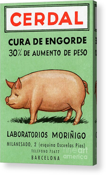 Green Acrylic Print featuring the drawing Cendral, Spanish Advert For Pig Feed by Unknown