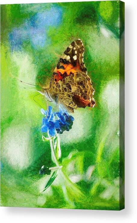 Cosmopolitan Acrylic Print featuring the photograph Chalky Painted Lady Butterfly by Don Northup