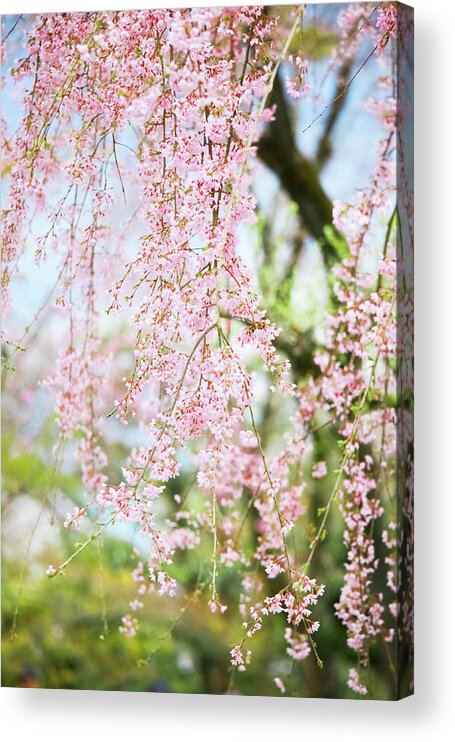 Cherry Acrylic Print featuring the photograph Cherry Blossom In Kyoto by Tomml