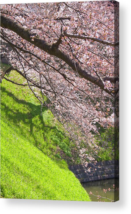 Grass Acrylic Print featuring the photograph Cherry Blossoms Over A Green Lawn by Daisuke Morita