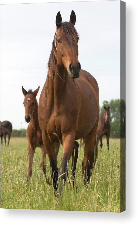 Horse Acrylic Print featuring the photograph Chestnut Thoroughbred Mare And Foal by Lesliejmorris