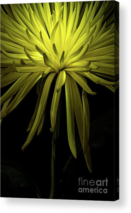 Chrysanthemum Spike Acrylic Print featuring the photograph Chrysanthemum Spikes by Ann Garrett