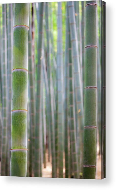Tranquility Acrylic Print featuring the photograph Close-up Of Bamboo by Tom Bonaventure