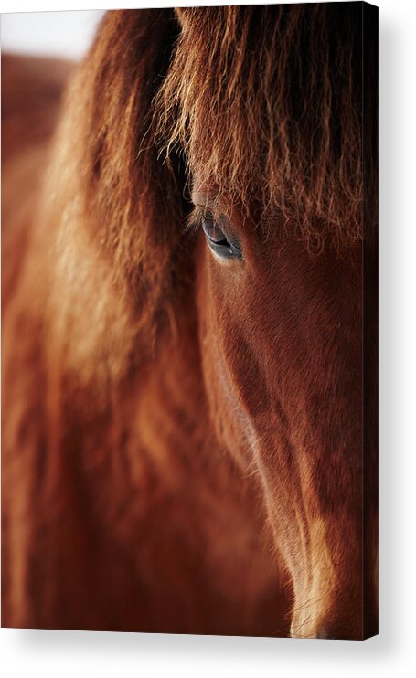 Horse Acrylic Print featuring the photograph Close-up Of Horse Eye by Johner Images
