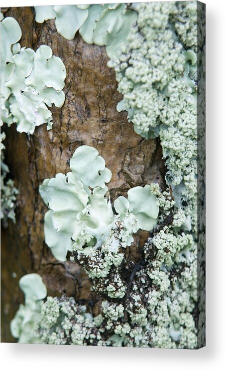 Tranquility Acrylic Print featuring the photograph Close-up Of Lichen Growing On The Trunk by Design Pics/allan Seiden