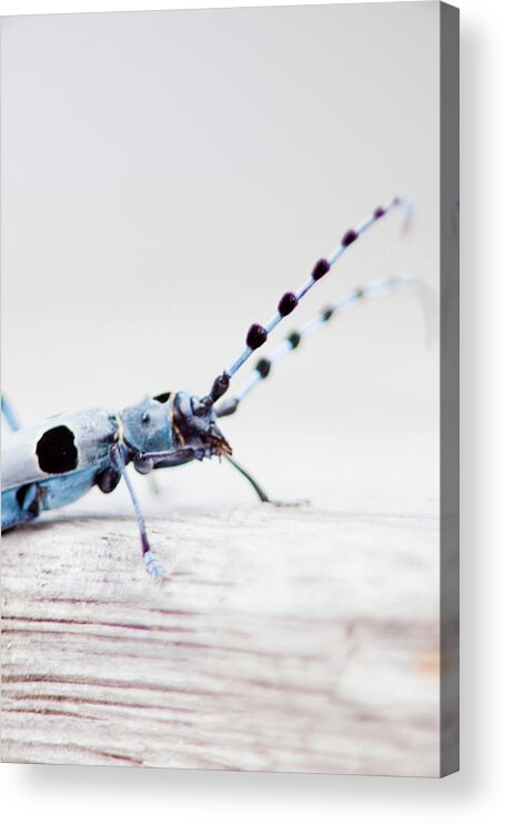 Insect Acrylic Print featuring the photograph Close Up Of Rosalia Longicorn Bug by Guido Mieth