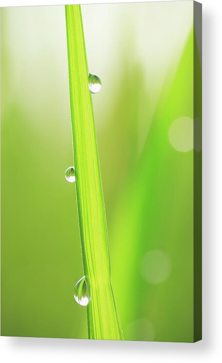 Shiga Prefecture Acrylic Print featuring the photograph Close Up Of Water Drops On Crop by Imagewerks