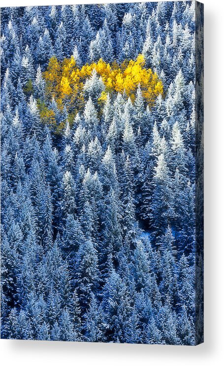 Aspen Acrylic Print featuring the photograph Cluster Of Aspen by Mei Xu