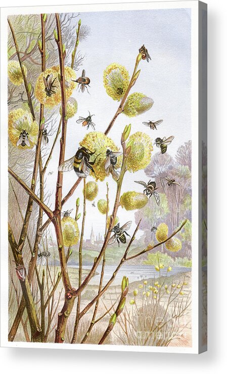 Etching Acrylic Print featuring the digital art Cluster Of Bees Chromolithograph 1884 by Thepalmer