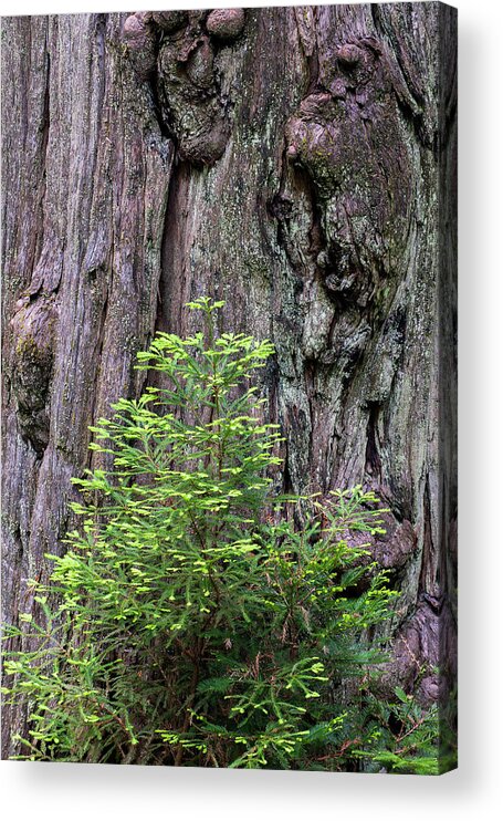 Jeff Foott Acrylic Print featuring the photograph Coast Redwood Growth by Jeff Foott