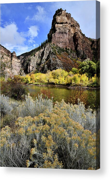  Acrylic Print featuring the photograph Colorado River Aspens in Color by Ray Mathis