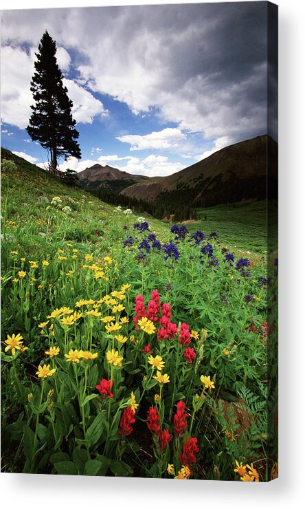 Scenics Acrylic Print featuring the photograph Colorado State Forest Wildflowers, Usa by Art Wolfe