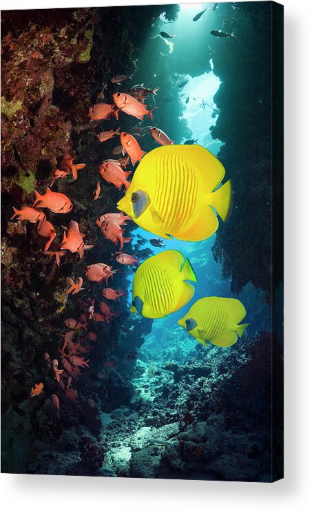 Tranquility Acrylic Print featuring the photograph Coral Reef Fish by Georgette Douwma