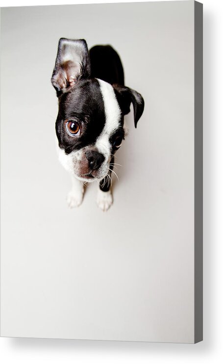 Pets Acrylic Print featuring the photograph Curious by Square Dog Photography
