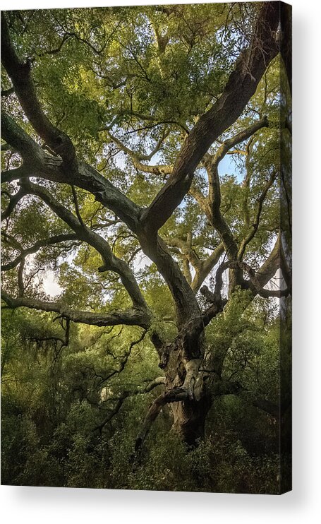 Trees Acrylic Print featuring the photograph Daley Ranch - Bobcat Trail Giant Oak by Alexander Kunz