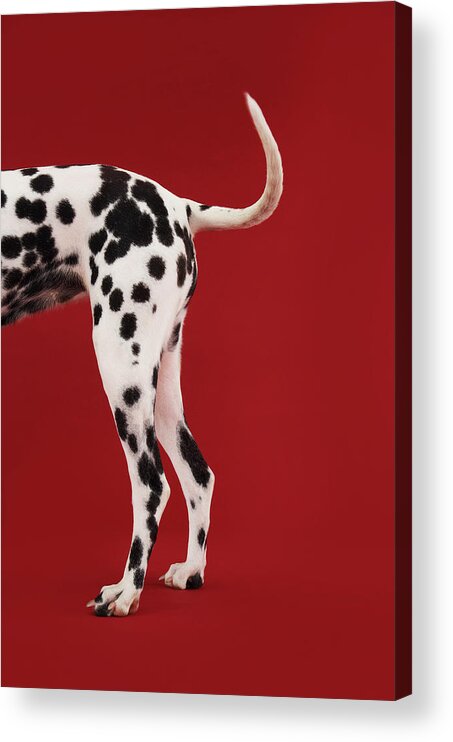 Black Color Acrylic Print featuring the photograph Dalmatian Rear by Moodboard