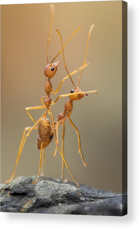 Ant Acrylic Print featuring the photograph Dance Ants by Hendy Mp
