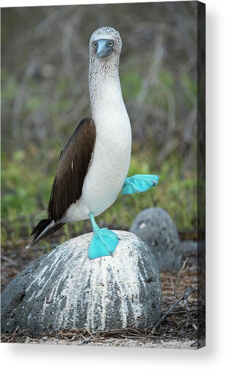 Animals Acrylic Print featuring the photograph Dancing Blue Footed Booby by Tui De Roy