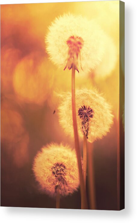 Scenics Acrylic Print featuring the photograph Dandelion Summer by Lordrunar