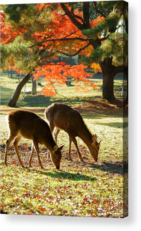 Shadow Acrylic Print featuring the photograph Deer And Red Leaves by Takeshi Ohtsuka